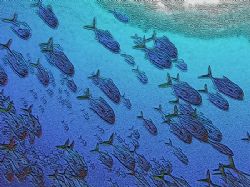 Some jacks from The Belize Barrier Reef. by Martin Spragg 